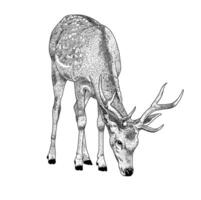 Deer grazing isolated on white background vector