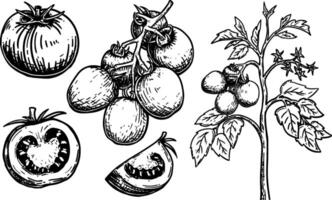 Hand drawn tomato set with various cut shapes and trees vector