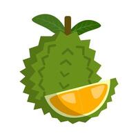 Durian fruit isolated on white background. vector