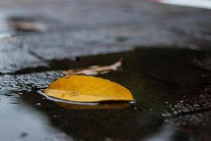 Leaf falls into puddle on ground making it looks so lonely and sad photo