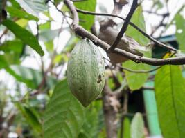 Cocoa pods on a tree in the rainforest photo