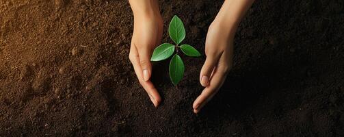Hands nurturing a plant sprout on dark soil surface. photo