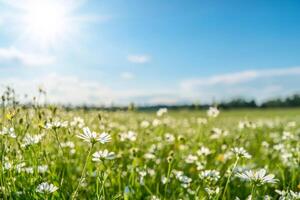 Bright field of wildflowers under a clear sky and sunlight. photo