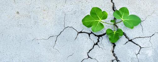 Green leaves growing through cracked concrete surface. photo