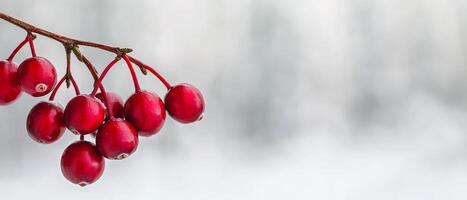 Red berries with frost against a soft blurred background. photo