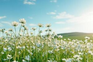 Lush field of white flowers under a bright blue sky. photo