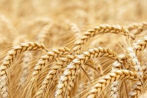Golden wheat field swaying in the breeze under soft sunlight. photo