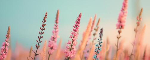 Delicate pink flowers against a soft blue background. photo