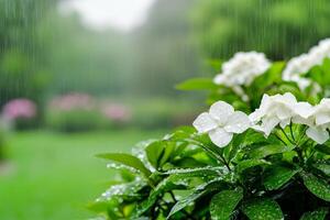 Flowers glistening with raindrops in a lush green garden background. photo