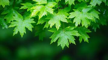 Lush green maple leaves glistening with droplets in a natural setting. photo