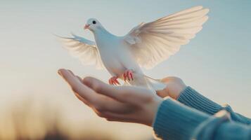 A dove takes flight from a person's hand at sunset. photo