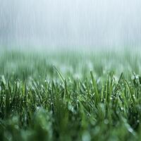 Lush green grass under falling rain, creating a serene natural atmosphere. photo