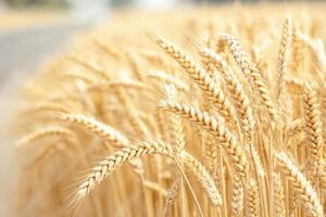 Golden wheat field swaying gently in the breeze. photo