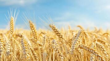 Golden wheat fields under a clear blue sky. photo