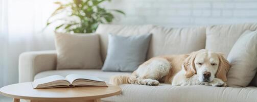 Cozy living room with a golden retriever resting on the sofa. photo