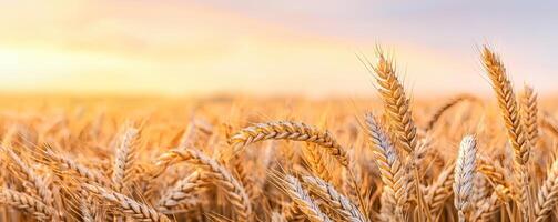 Golden wheat field under a soft sunset glow. photo