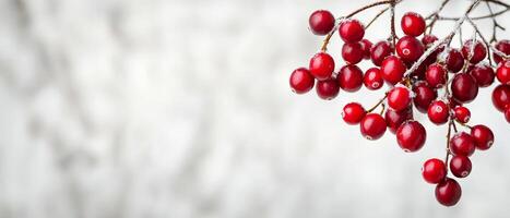 Red berries on branches against a soft, blurred background. photo