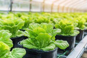 Lush green lettuce growing in pots inside a greenhouse. photo
