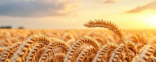Golden wheat field under a warm sunset sky. photo