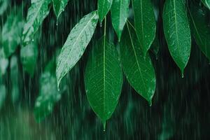 Lush green leaves with rain droplets creating a vibrant natural scene. photo