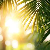 Sunlight filtering through lush green palm leaves. photo