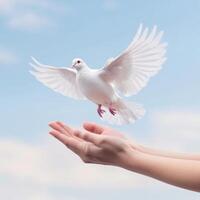 A dove soaring above open hands against a blue sky. photo