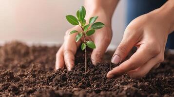 Planting a small sapling in rich soil with hands. photo
