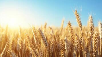 Golden wheat field under a bright sky at sunset. photo
