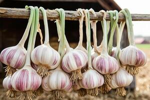 Hanging garlic bulbs drying on a rustic wooden beam. photo