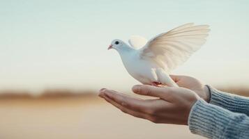 A person gently releasing a white dove from their hands. photo