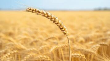 Golden wheat field with a single grain prominently highlighted. photo