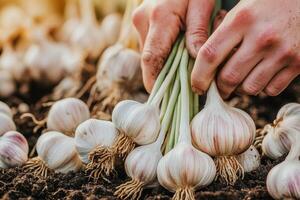 Harvesting fresh garlic from the soil by hand. photo