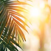 Palm leaf silhouette against a soft, glowing background. photo