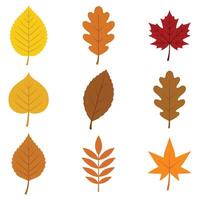 collection of Fall Leaf Design with Isolated Autumn Nature Elements vector