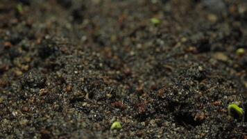 Seedlings sprouting from the soil time lapse. video