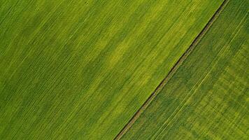 Aerial view from flying drone at green plantation. video