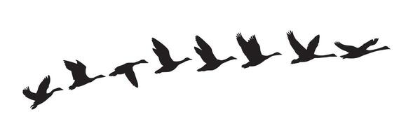 silhouette of a goose in flying process vector