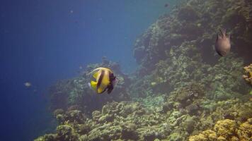 Fish of the Red Sea. Red Sea Bannerfish Heniochus intermedius, Fish swim over a coral reef video