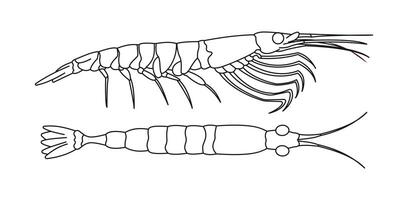 Outline of shrimp in side view illustration vector