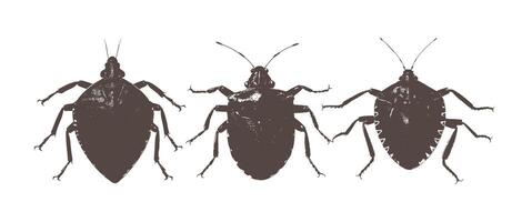 flea insect parasite tiny bug black simple design vector