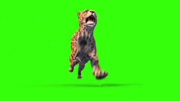 Tiger Running Side View Animation Seamless Loopable Animals Green Screen 3D Rendering.Tiger Roar Animation Seamless Loopable Animals Green Screen 3D Rendering, Five Camera Angels Shots video
