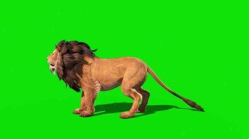 Majestic Lion on Green Screen Background Perfect for Editing and Compositing.Lion running animation on green screen. The concept of animal, wildlife, games, back to school, 3d animation video