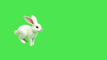 rabbit runs away with fear on green screen. Baby rabbit running, stopping sniffing and standing up on her back legs and continues running green screen video