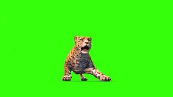 Tiger Running Side View Animation Seamless Loopable Animals Green Screen 3D Rendering.Tiger Roar Animation Seamless Loopable Animals Green Screen 3D Rendering, Five Camera Angels Shots. video