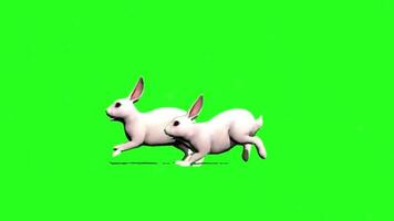 Hase läuft Weg mit Angst auf Grün Bildschirm. Baby Hase Betrieb, anhalten schnüffeln und Stehen oben auf ihr zurück Beine und geht weiter Laufen Grün Bildschirm. video