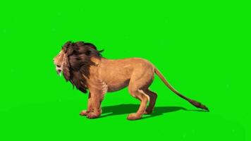 Majestic Lion on Green Screen Background Perfect for Editing and Compositing.Lion running animation on green screen. The concept of animal, wildlife, games, back to school, 3d animation, sh video