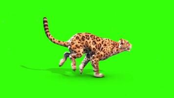 Tiger Running Side View Animation Seamless Loopable Animals Green Screen 3D Rendering.Tiger Roar Animation Seamless Loopable Animals Green Screen 3D Rendering animation, Five Camera Angels Shots video