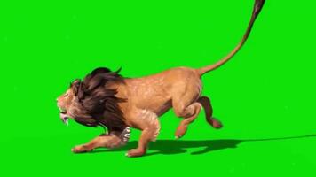 Majestic Lion on Green Screen Background Perfect for Editing and Compositing.Lion running animation on green screen. The concept of animal, wildlife, games, back to school, 3d animation, video