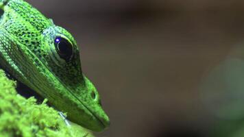 Emerald tree monitor or green tree monitor lizard - Varanus prasinus video