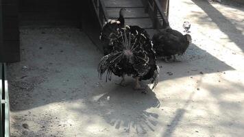 Two turkeys are walking around in a building video